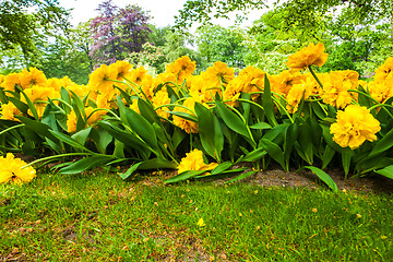 Image showing Tulip field in Keukenhof Gardens, Lisse, Netherlands