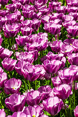 Image showing Tulip field in Keukenhof Gardens, Lisse, Netherlands