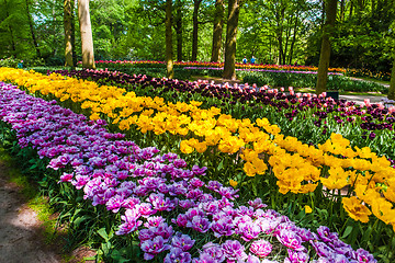 Image showing Tulip field in Keukenhof Gardens, Lisse, Netherlands