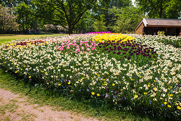 Image showing Tulip field in Keukenhof Gardens, Lisse, Netherlands