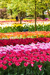 Image showing Tulip field in Keukenhof Gardens, Lisse, Netherlands