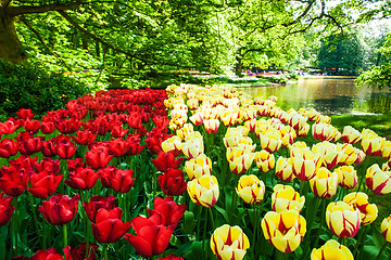 Image showing Tulip field in Keukenhof Gardens, Lisse, Netherlands