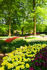 Image showing Tulip field in Keukenhof Gardens, Lisse, Netherlands