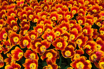 Image showing Tulip field in Keukenhof Gardens, Lisse, Netherlands