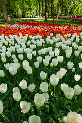 Image showing Tulip field in Keukenhof Gardens, Lisse, Netherlands