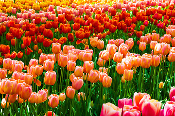 Image showing Tulip field in Keukenhof Gardens, Lisse, Netherlands