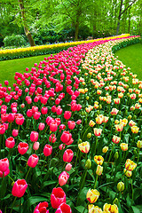 Image showing Tulip field in Keukenhof Gardens, Lisse, Netherlands