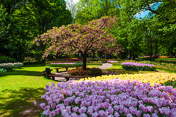 Image showing Tulip field in Keukenhof Gardens, Lisse, Netherlands