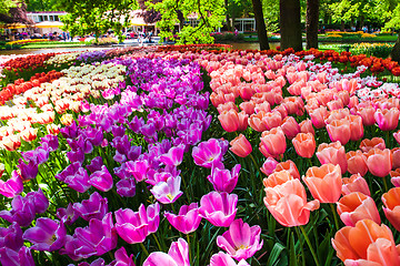 Image showing Tulip field in Keukenhof Gardens, Lisse, Netherlands