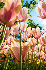 Image showing Tulip field in Keukenhof Gardens, Lisse, Netherlands