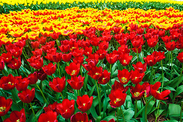 Image showing Tulip field in Keukenhof Gardens, Lisse, Netherlands