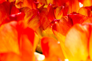 Image showing Tulip field in Keukenhof Gardens, Lisse, Netherlands