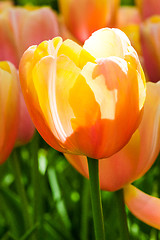 Image showing Tulip field in Keukenhof Gardens, Lisse, Netherlands