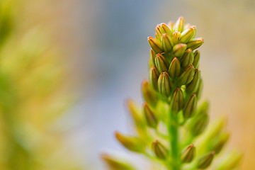 Image showing close up of eremurus foxtail lily or flower