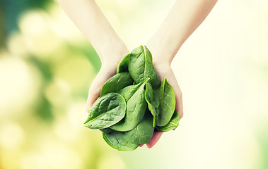 Image showing close up of woman hands holding spinach