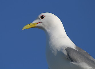 Image showing Seagull