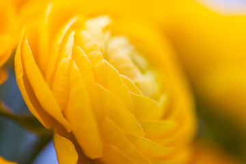 Image showing close up of beautiful yellow ranunculus flowers