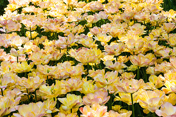 Image showing Tulip field in Keukenhof Gardens, Lisse, Netherlands