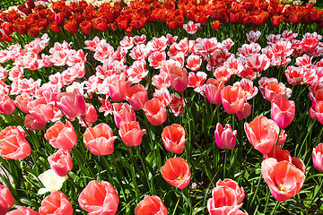 Image showing Tulip field in Keukenhof Gardens, Lisse, Netherlands