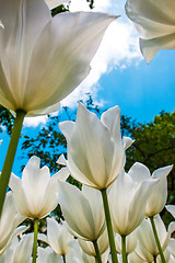 Image showing Tulip field in Keukenhof Gardens, Lisse, Netherlands