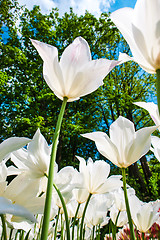 Image showing Tulip field in Keukenhof Gardens, Lisse, Netherlands