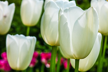 Image showing Tulip field in Keukenhof Gardens, Lisse, Netherlands