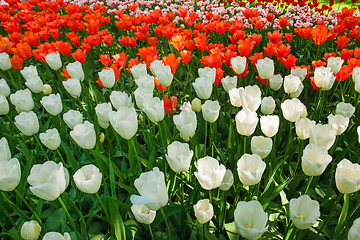 Image showing Tulip field in Keukenhof Gardens, Lisse, Netherlands