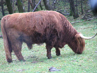 Image showing Highland cow