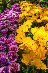 Image showing Tulip field in Keukenhof Gardens, Lisse, Netherlands