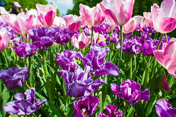 Image showing Tulip field in Keukenhof Gardens, Lisse, Netherlands