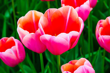 Image showing Tulip field in Keukenhof Gardens, Lisse, Netherlands