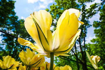 Image showing Tulip field in Keukenhof Gardens, Lisse, Netherlands