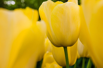 Image showing Tulip field in Keukenhof Gardens, Lisse, Netherlands