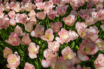 Image showing Tulip field in Keukenhof Gardens, Lisse, Netherlands