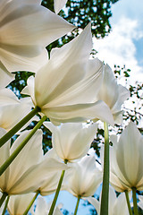 Image showing Tulip field in Keukenhof Gardens, Lisse, Netherlands