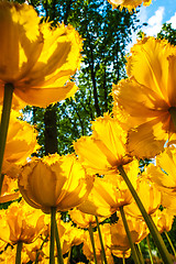 Image showing Tulip field in Keukenhof Gardens, Lisse, Netherlands