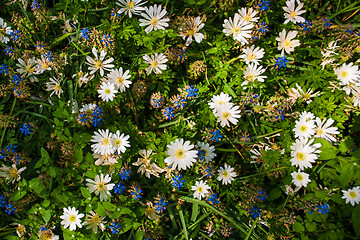 Image showing The field in Keukenhof Gardens, Lisse, Netherlands