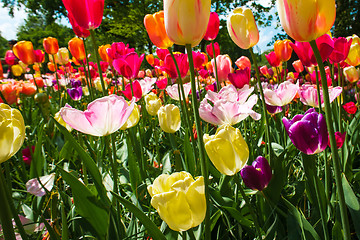 Image showing Tulip field in Keukenhof Gardens, Lisse, Netherlands