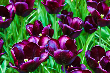 Image showing Tulip field in Keukenhof Gardens, Lisse, Netherlands