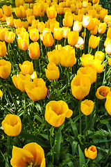 Image showing Tulip field in Keukenhof Gardens, Lisse, Netherlands