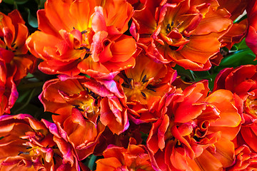 Image showing Tulip field in Keukenhof Gardens, Lisse, Netherlands