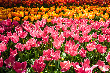 Image showing Tulip field in Keukenhof Gardens, Lisse, Netherlands