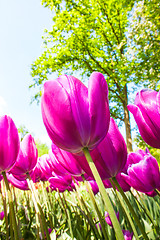 Image showing Tulip field in Keukenhof Gardens, Lisse, Netherlands