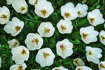 Image showing Tulip field in Keukenhof Gardens, Lisse, Netherlands