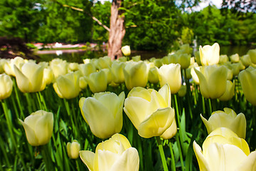 Image showing Tulip field in Keukenhof Gardens, Lisse, Netherlands