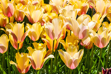 Image showing Tulip field in Keukenhof Gardens, Lisse, Netherlands