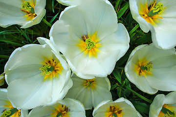 Image showing Tulip field in Keukenhof Gardens, Lisse, Netherlands