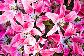 Image showing Tulip field in Keukenhof Gardens, Lisse, Netherlands