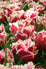 Image showing Tulip field in Keukenhof Gardens, Lisse, Netherlands