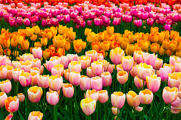 Image showing Tulip field in Keukenhof Gardens, Lisse, Netherlands